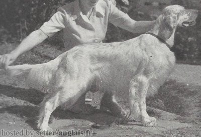 Setter Anglais LERRI DEL MANGIA Setter Anglais LERRI DEL MANGIA